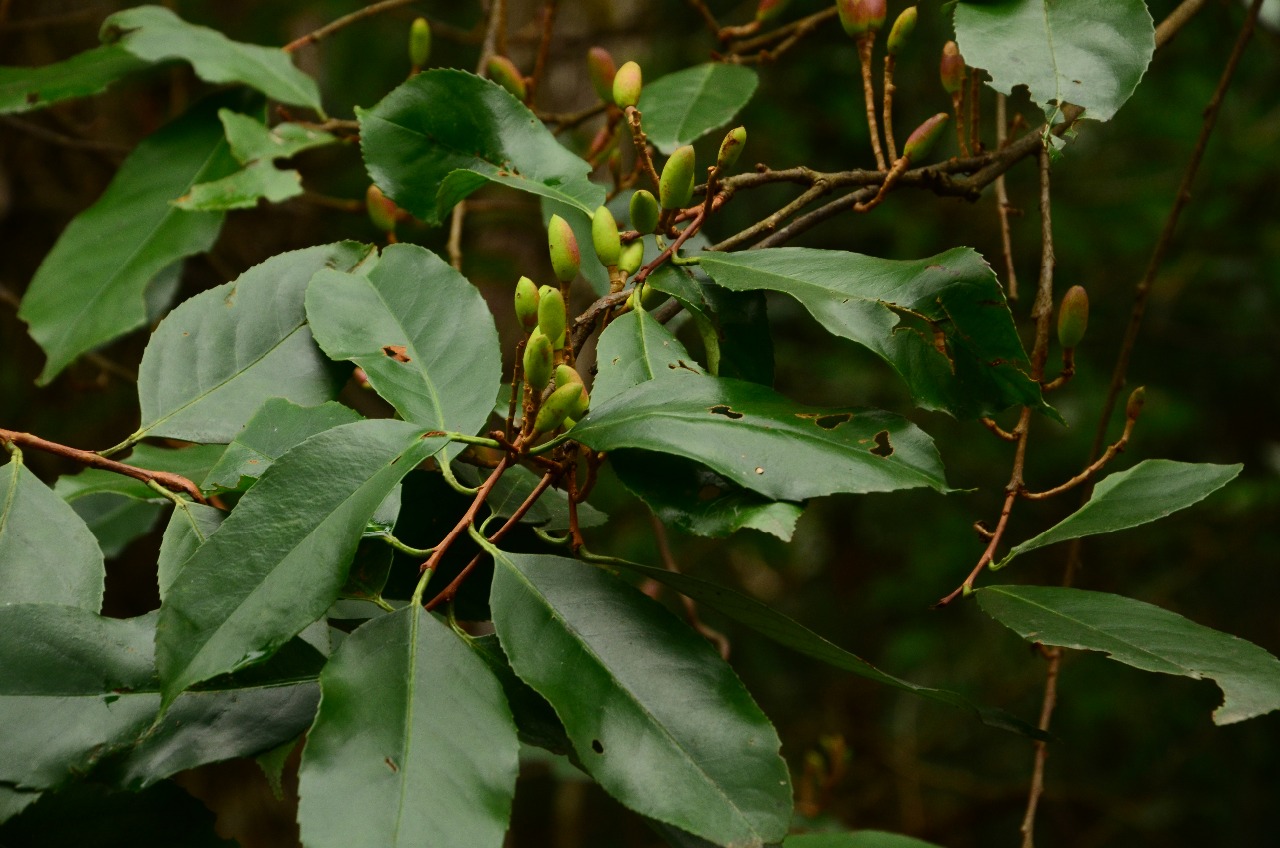 高望界植物大叶桂樱2