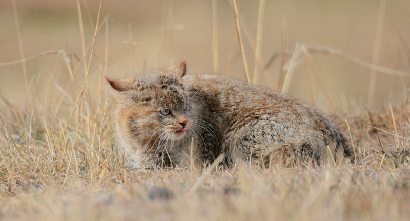 荒漠貓 Felis bieti