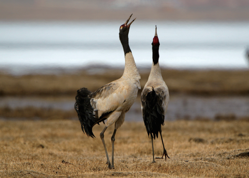 黑颈鹤 Grus nigricollis