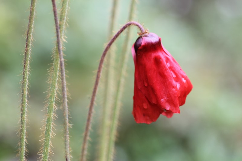 紅花綠絨蒿