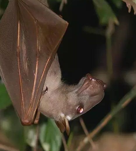 说明: 非洲最大的蝙蝠，竟然长着一张“马脸”！