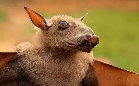 说明: 非洲最大的蝙蝠，竟然长着一张“马脸”！