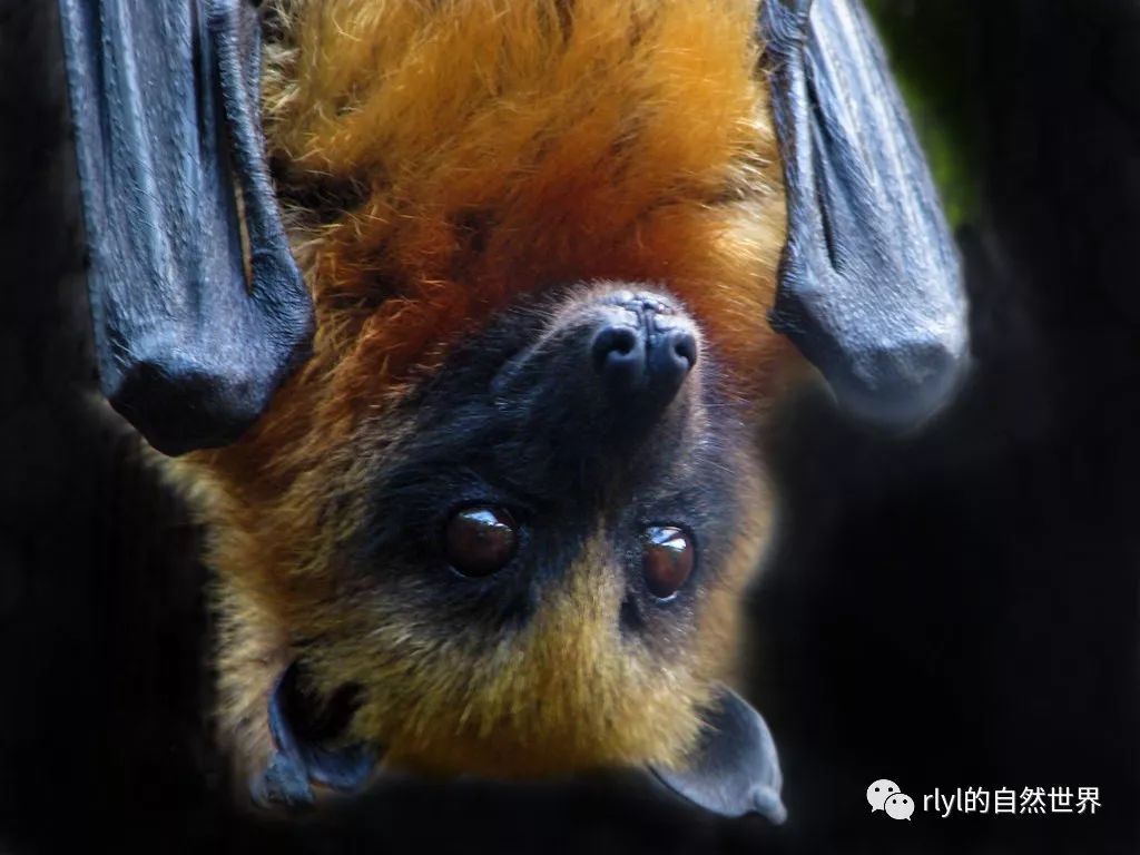 Bat echolocation — Science Learning Hub