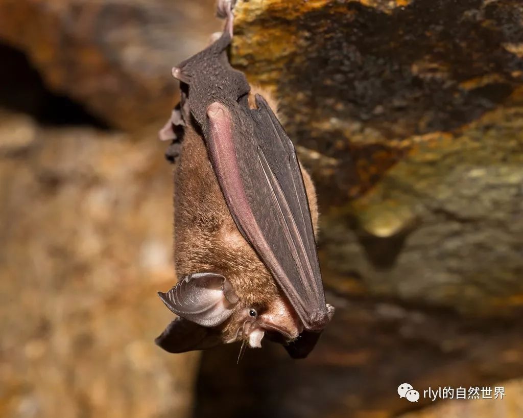 新研究首次从解剖学角度证明两大类蝙蝠如何以不同的方式使用回声定位 - 神秘的地球 科学|自然|地理|探索