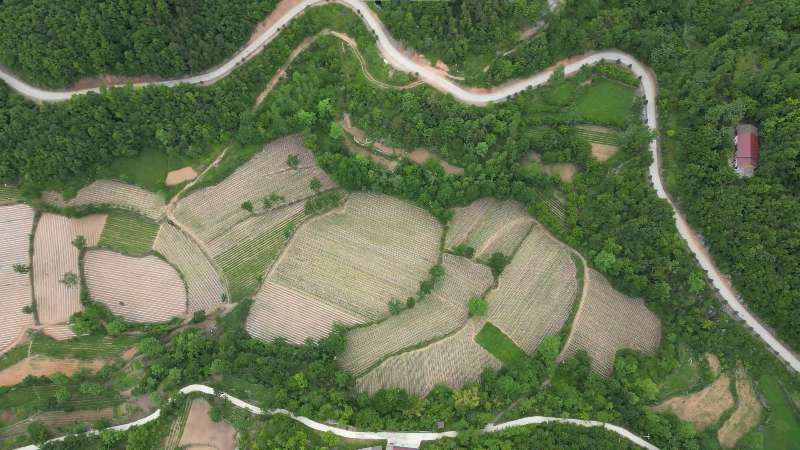 板橋鎮(zhèn)宋家坪蔬菜基地的蔬菜梯田（王瑋 攝）