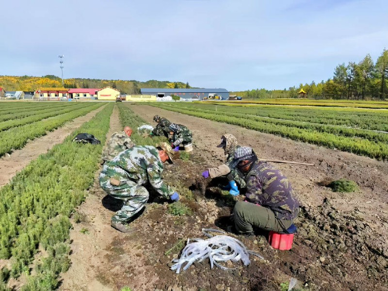 新林林業(yè)局中心苗圃工作人員在苗地起苗（劉磊 攝）