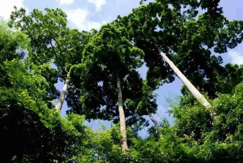 望天樹(shù)。沈慶仲 攝.jpg