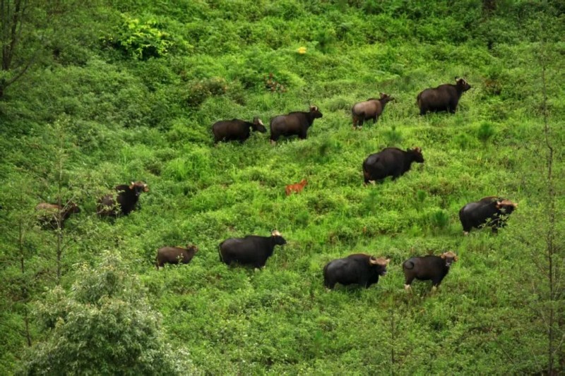 野牛群  邱開(kāi)培 攝.jpg