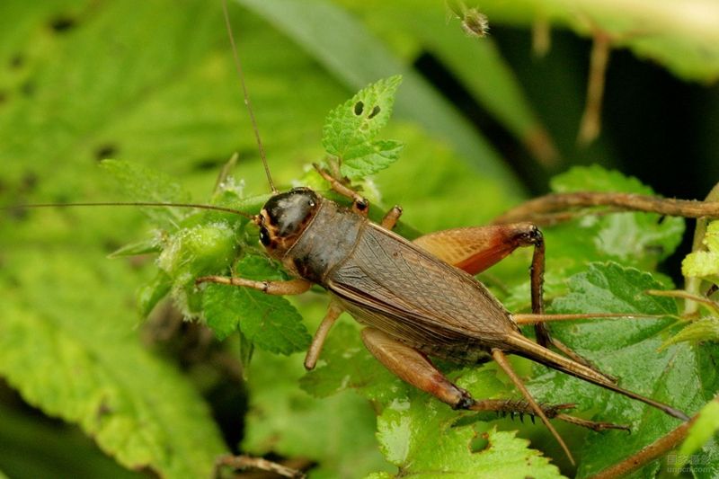对于螽斯,蟋蟀等鸣虫的雌虫,它们的"耳朵"没有长在头部,而