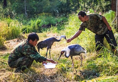 谷彦昌（左）与张斌在训练白头鹤、白枕鹤进食