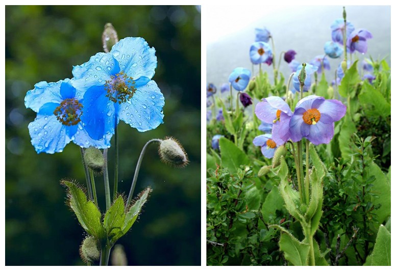 meconopsis-betonicifolia-flowers-serie-circa-moscow-russia-november-stamp-printed-guinea-shows-116020061_副本