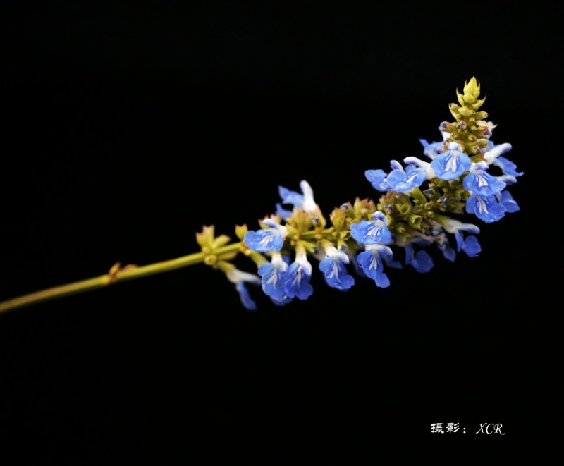 DSC03932_副本_副本