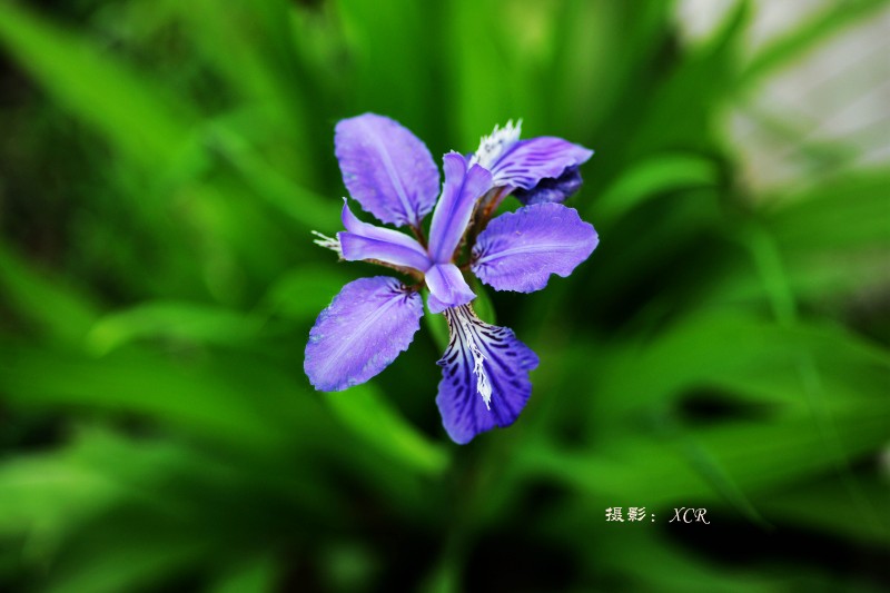 DSC07098_副本_副本