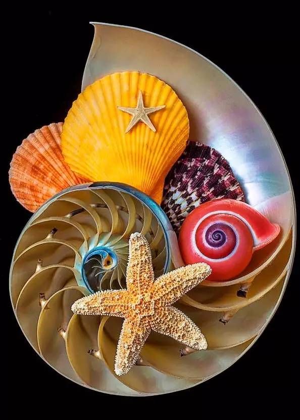 美丽海螺世界