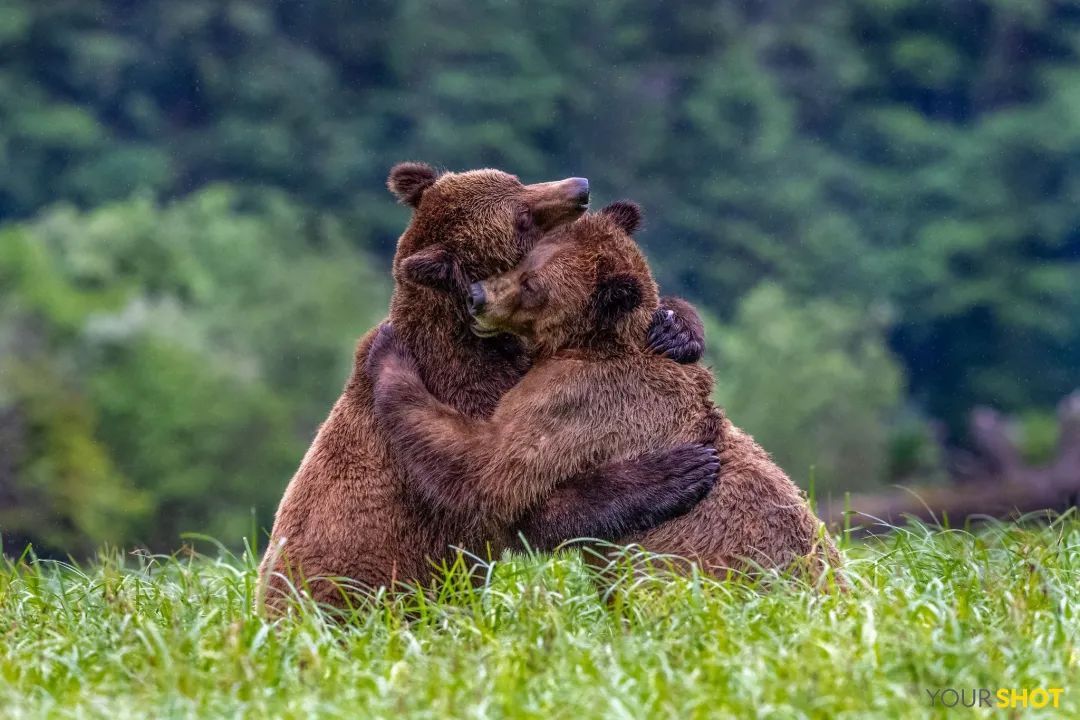 每日一图:熊抱