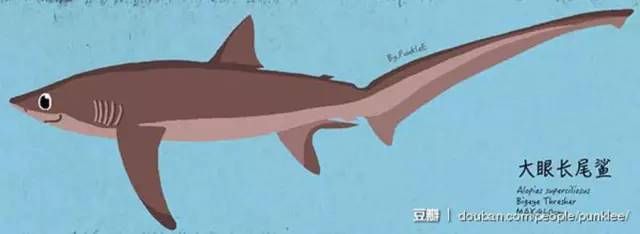 浅海长尾鲨(alopias pelagicus),长尾鲨科,长尾鲨属.长度可达3.