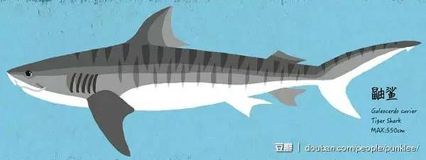 鼬鲨(galeocerdo cuvier),长度可达5.5米.