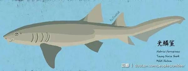 光鳞鲨(nebrius ferrugineus),又称长尾光鳞鲨,长尾护士鲨,长度可达3.