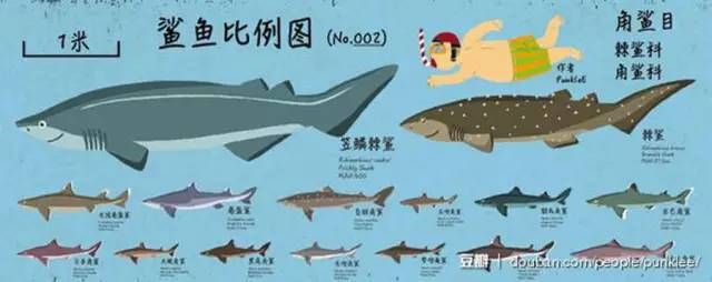 继鲸与海豚图鉴之后,他又画了100种鲨鱼!