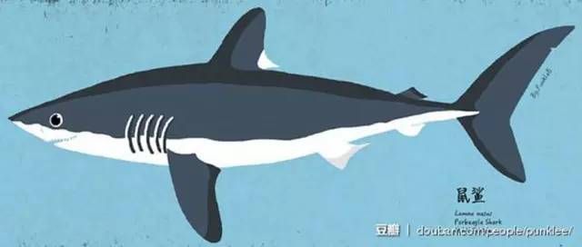 继鲸与海豚图鉴之后,他又画了100种鲨鱼!