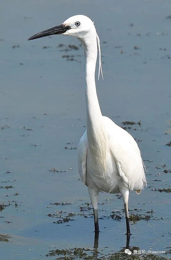 bird-7768491_640.jpg