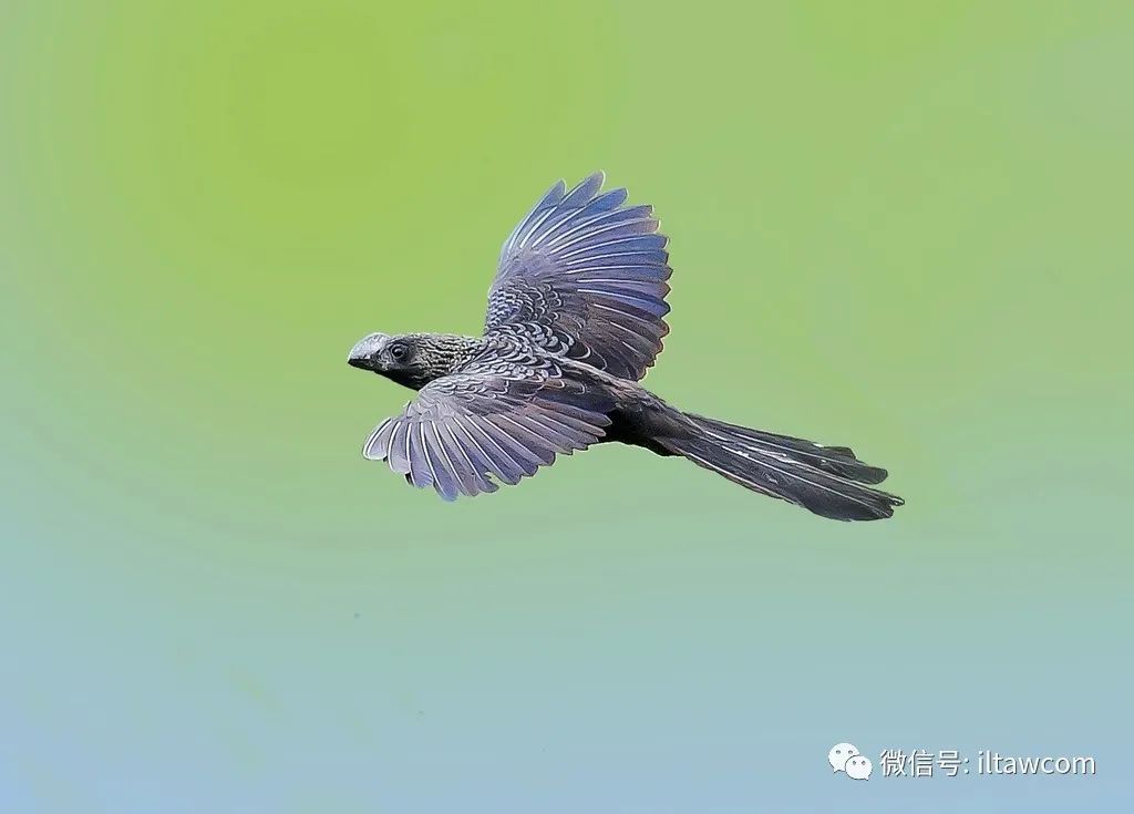 物种图册-滑嘴犀鹃
