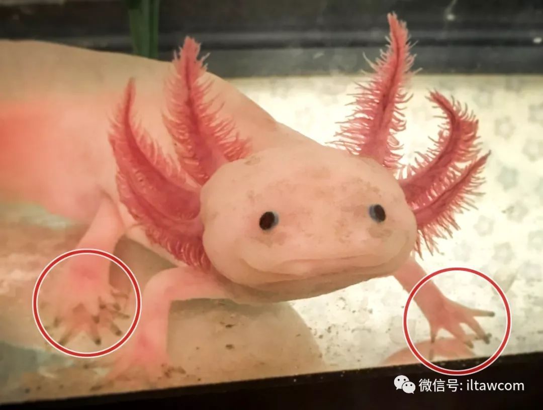一种新的蝾螈被发现，它的背部很亮，因而得名“火焰”_物种_研究人员_吉川夏