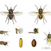 昏睡病与采采蝇