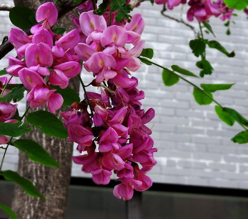 DSC00875_看圖王
