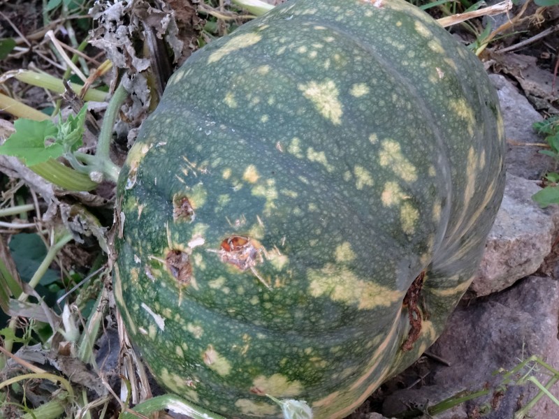 DSC00841_看圖王