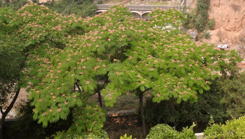 DSCN3798_看圖王_副本