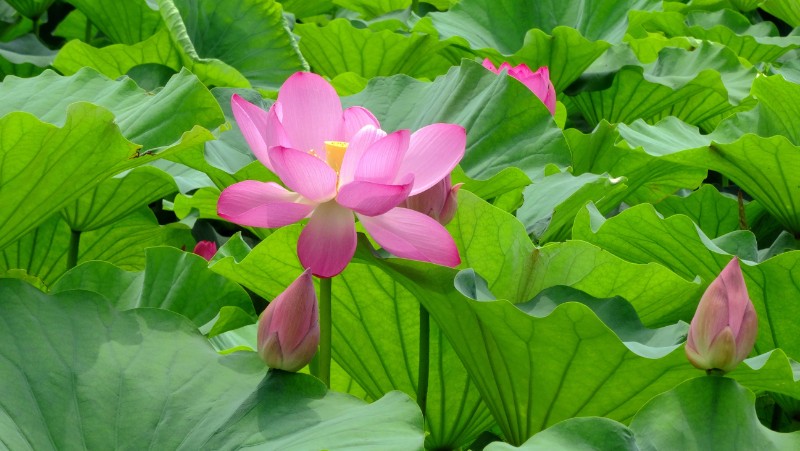 DSC00954_看圖王_看圖王_副本