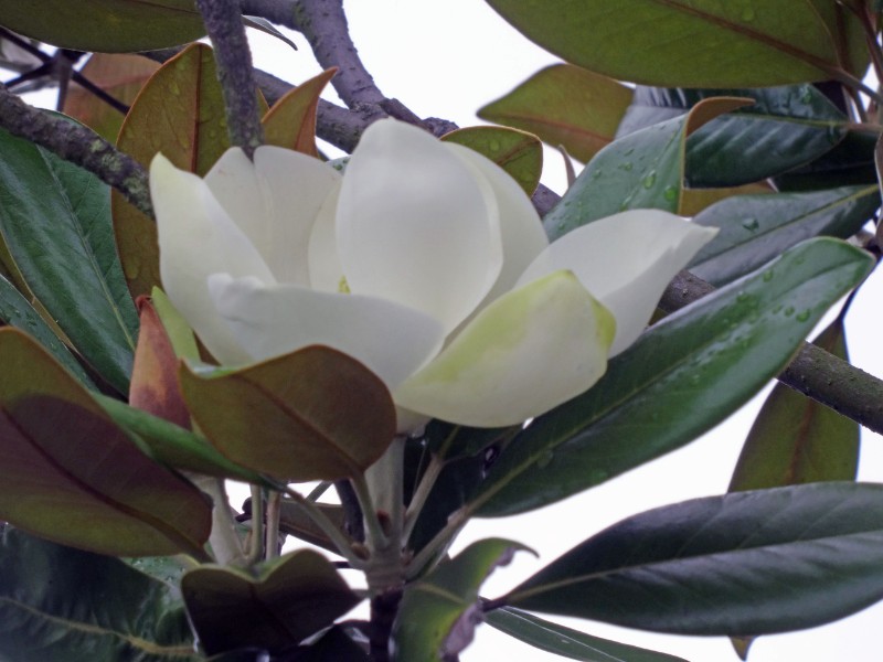 DSC03017_看圖王