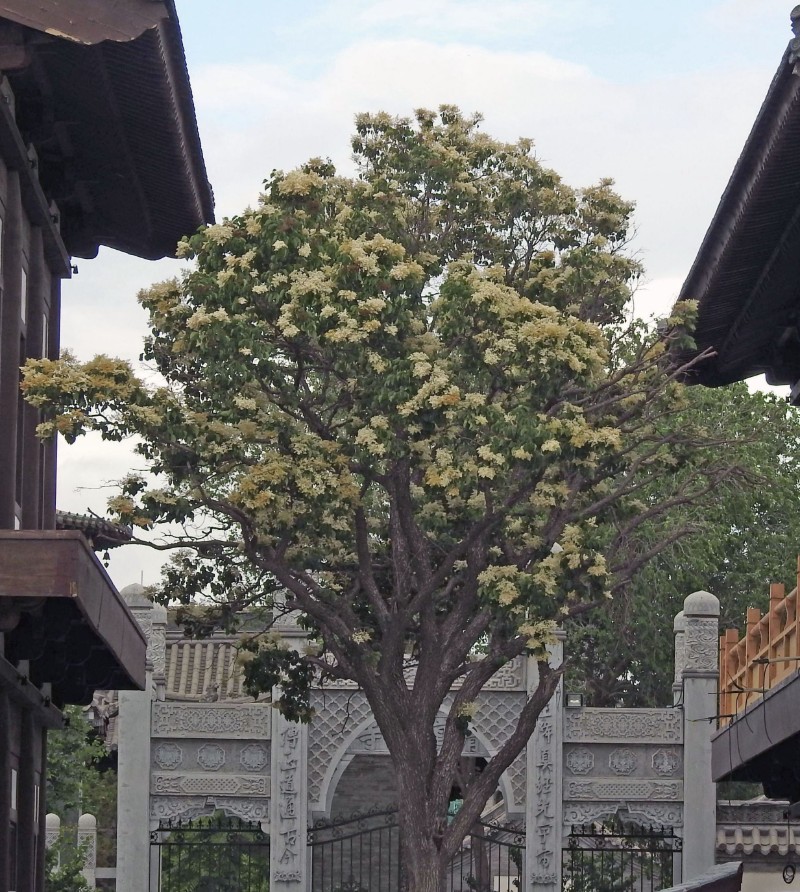 DSCN2090_看圖王_副本_副本