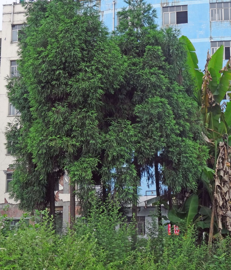 DSC01436_看圖王