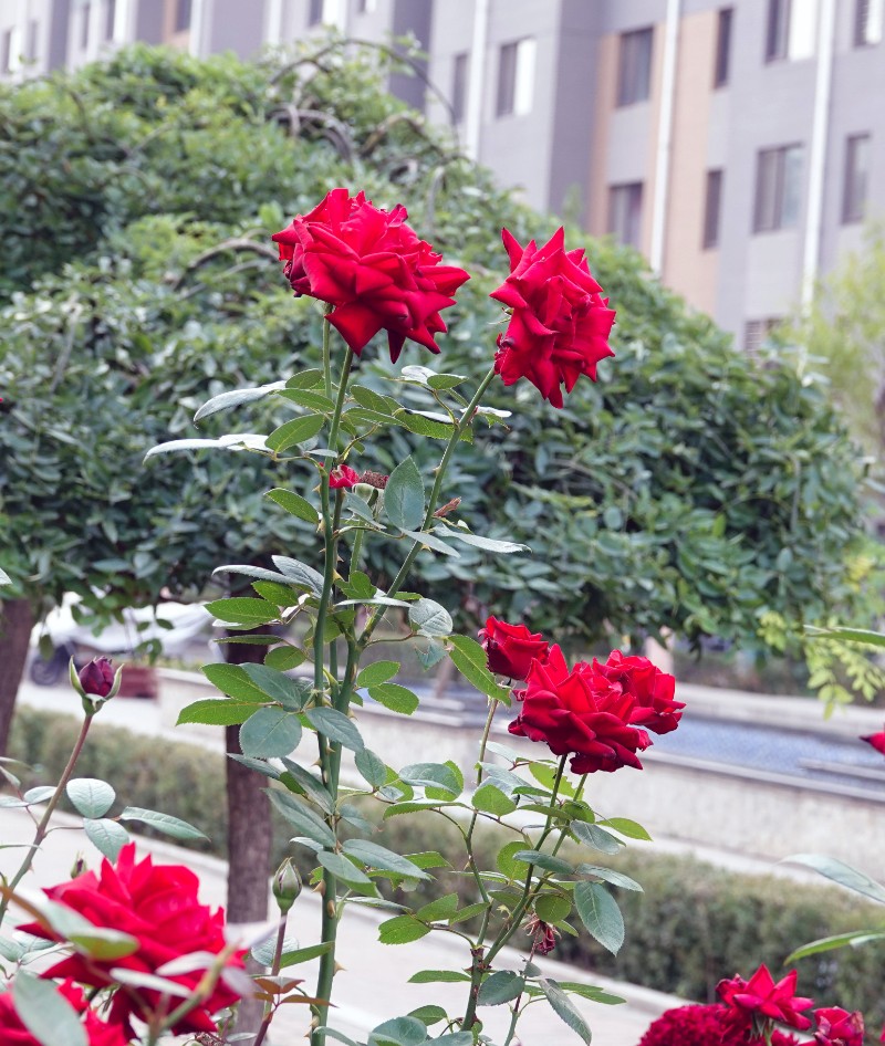 DSC01141_副本