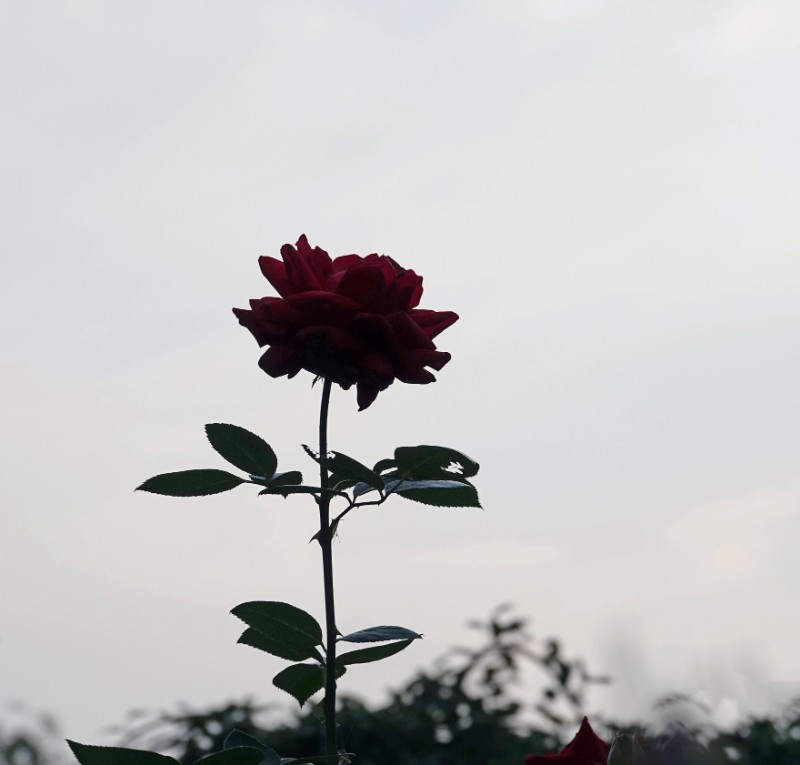 DSC01142_副本