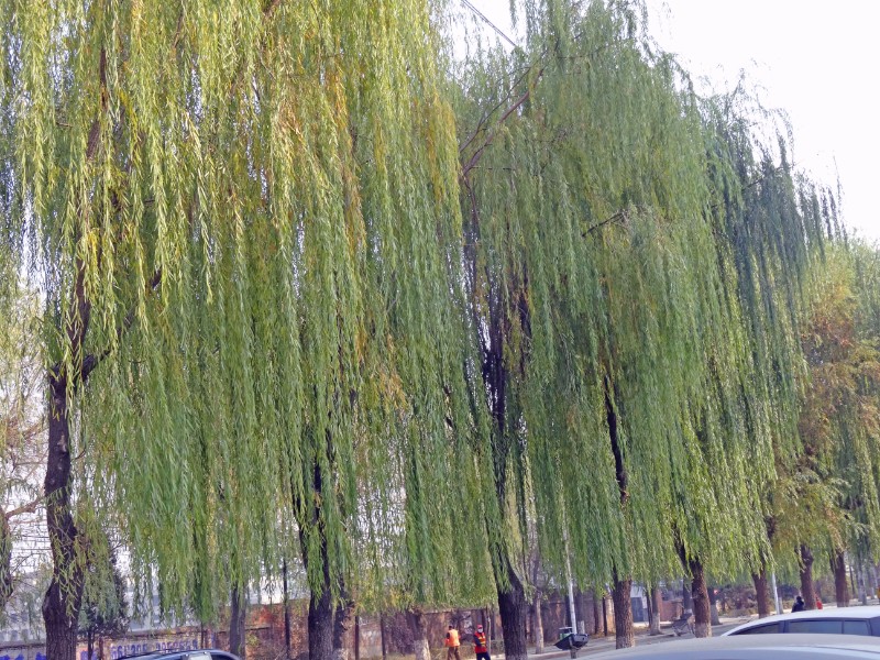 DSC07111_看圖王
