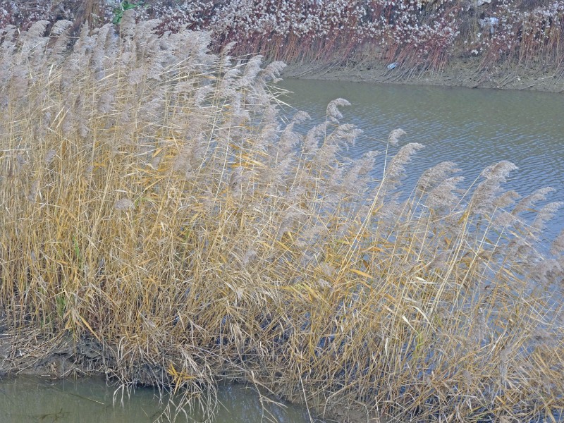 DSC05483_看圖王