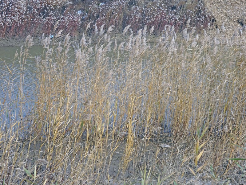 DSC05469_看圖王