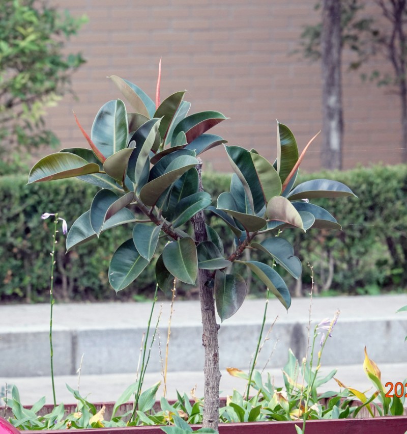 DSC01145_副本
