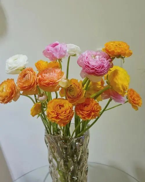 游览国家植物园——94.认识植物:花毛茛 _www.isenlin.cn
