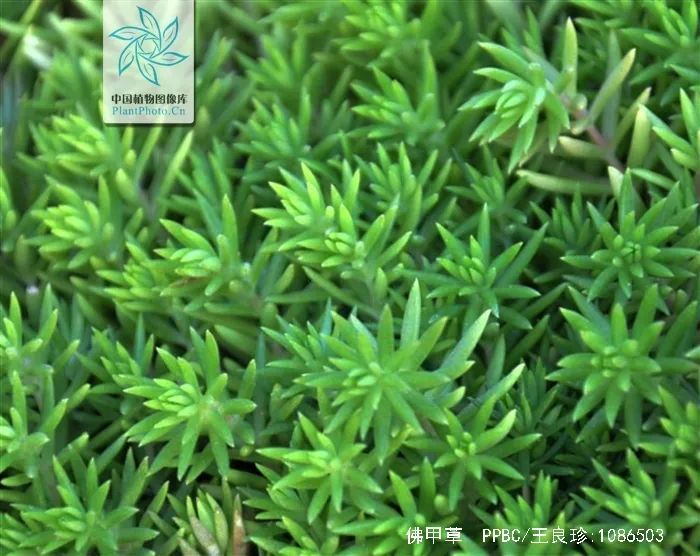 游览国家植物园——60.认识植物:景天类 - 关注森林