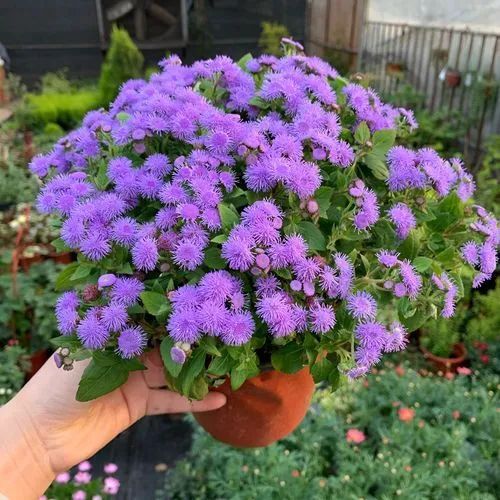 游览国家植物园——20.认识植物：藿香蓟 - 关注森林