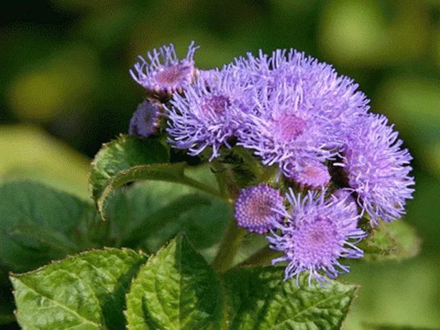 游览国家植物园——20.认识植物：藿香蓟_www.isenlin.cn