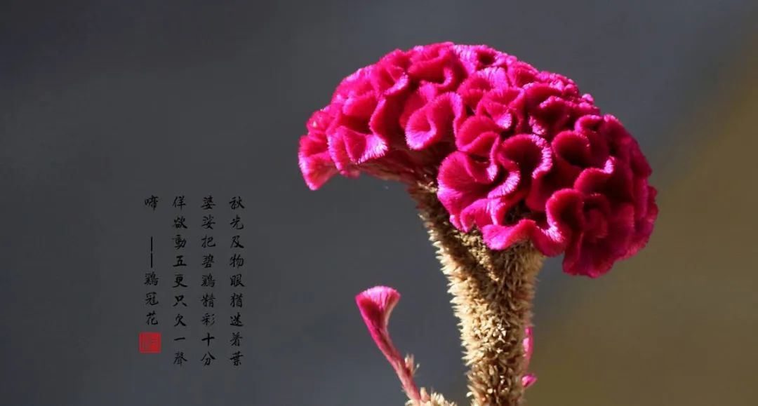 游览国家植物园——16.认识植物:鸡冠花 - 关注森林