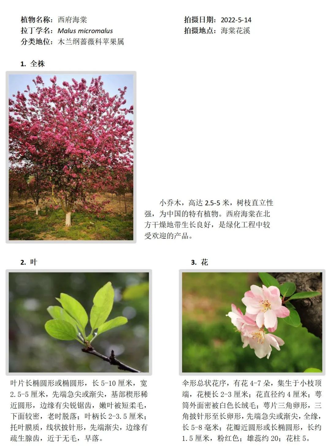游览国家植物园——5.您的植物观察记录 - 关注森林