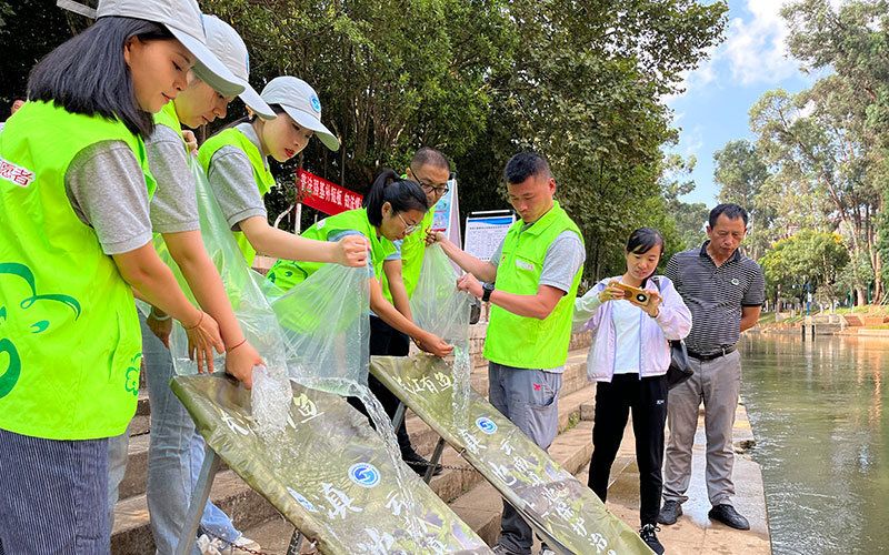 滇池金线鲃鱼苗放流现场。昆明市滇池管理局供图