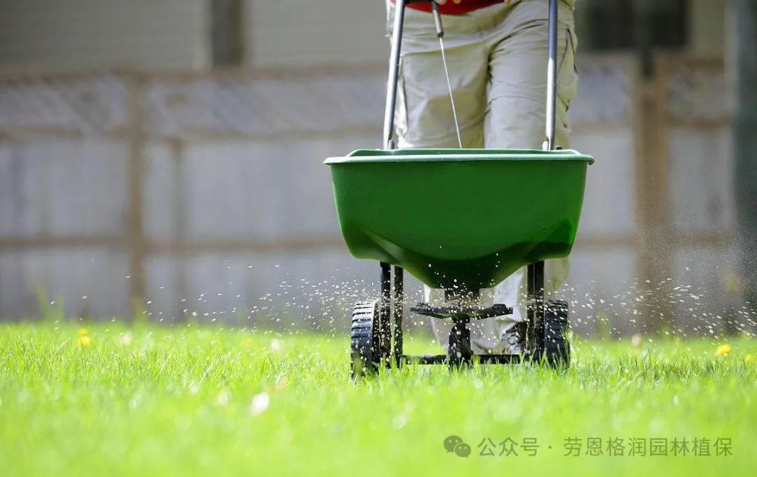 草坪九月管养措施(图4)