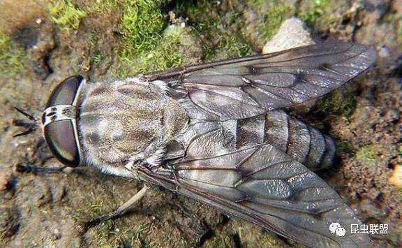 牛虻 关注森林 